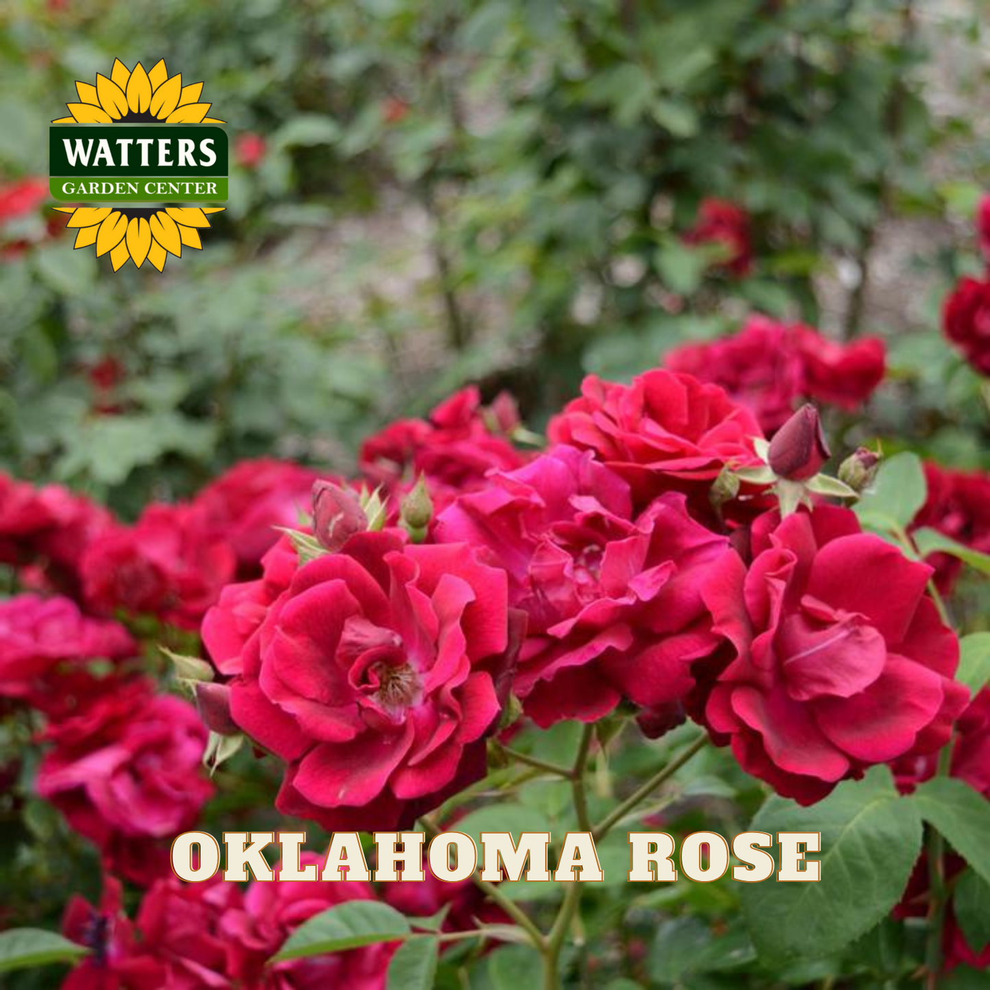 Red roses with Watters Garden Center logo and 'Oklahoma Rose' text.