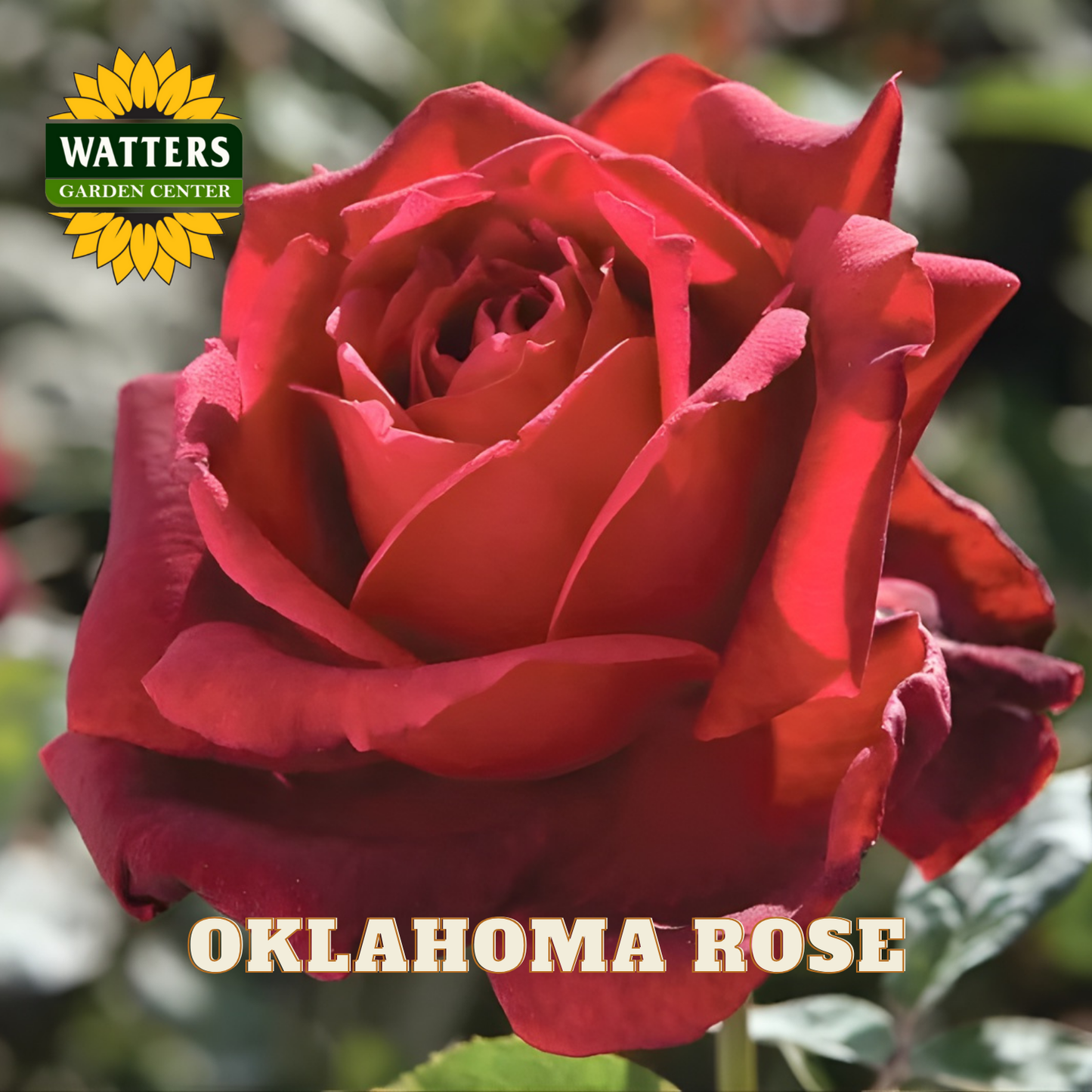 Red rose with 'Watters Garden Center' logo and 'Oklahoma Rose' text.