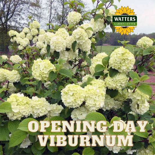 OPENING DAY VIBURNUM 2gal