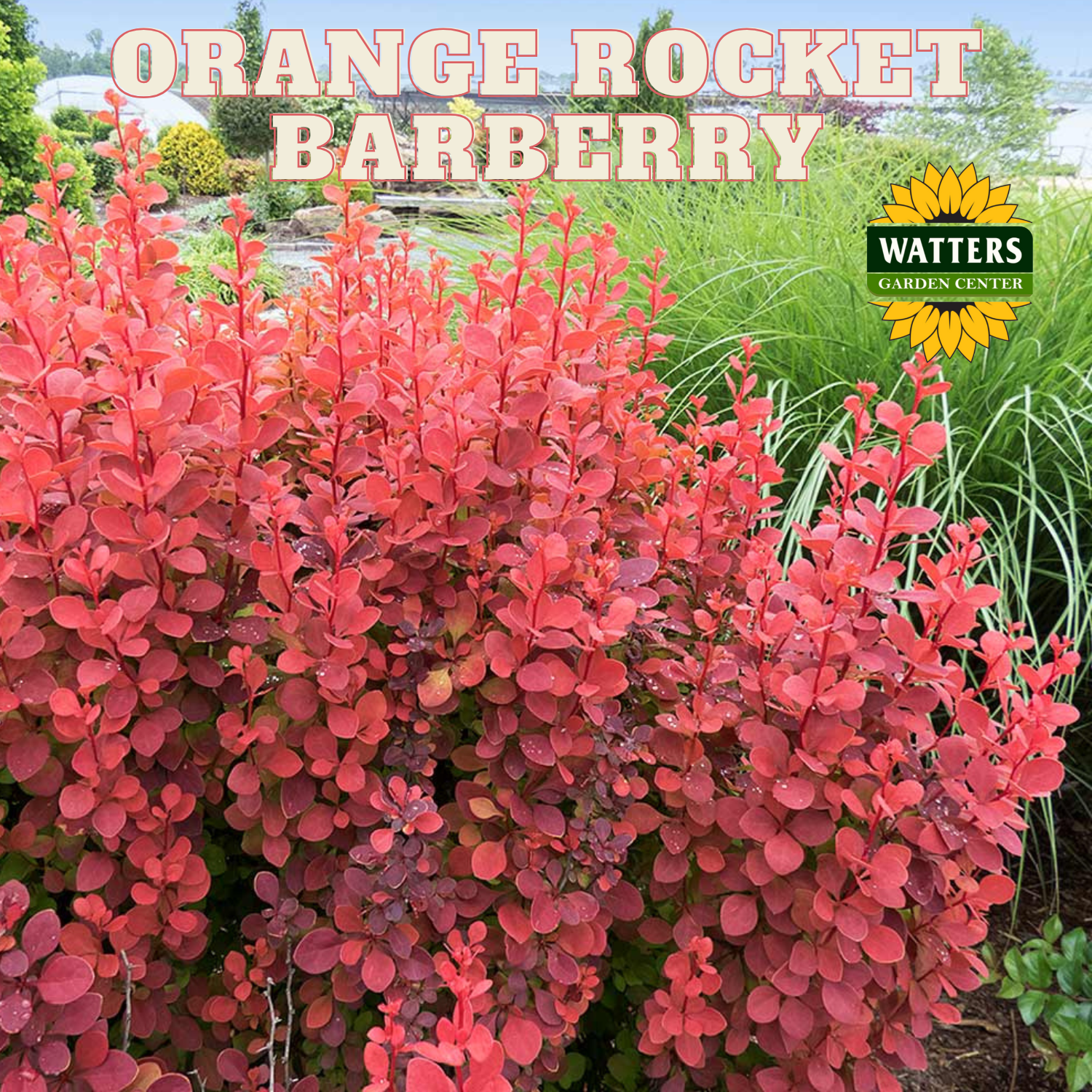 Berry Rocket ORANGE ROCKET BARBERRY 3gal – Watters Garden Center