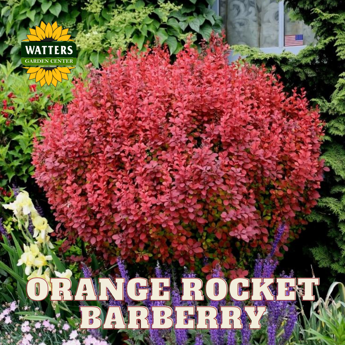 ORANGE ROCKET BARBERRY 5gal