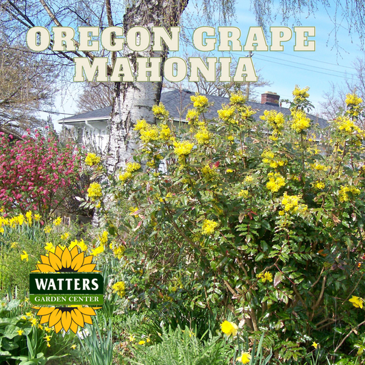 OREGON GRAPE MAHONIA 2gal