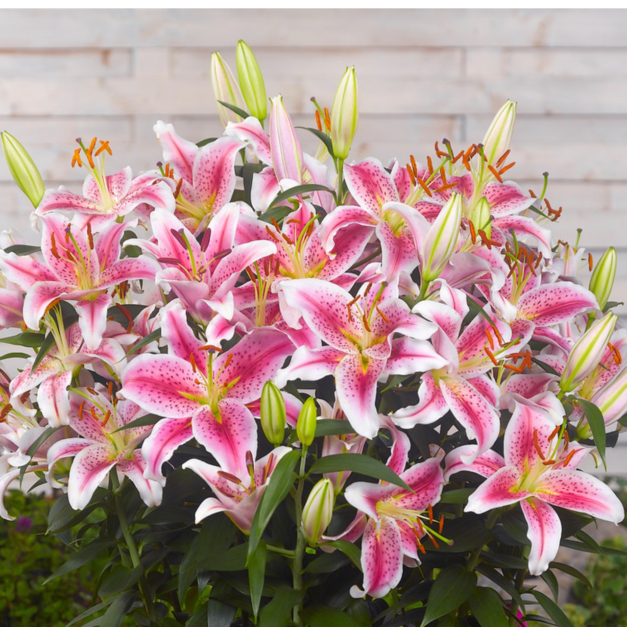 asiatic stargazer lily Easy to Grow Bulbs Lilium