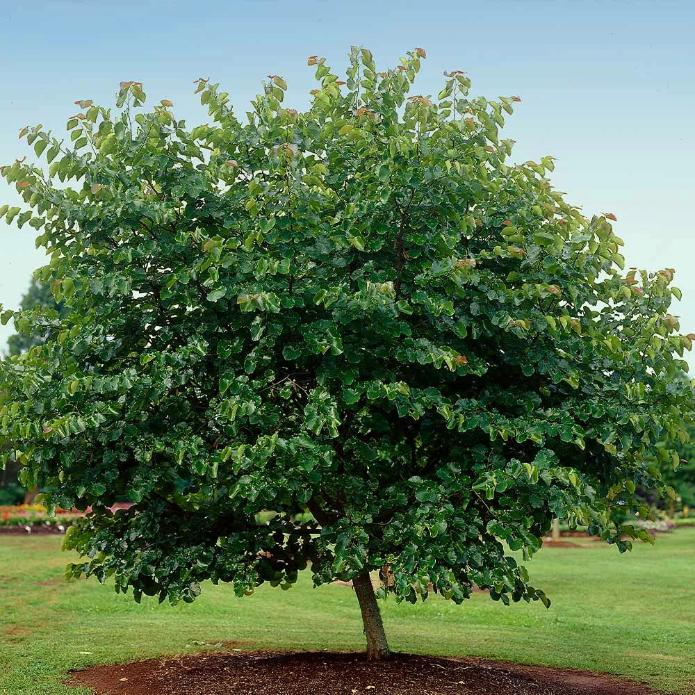 OKLAHOMA REDBUD TREE 10gal