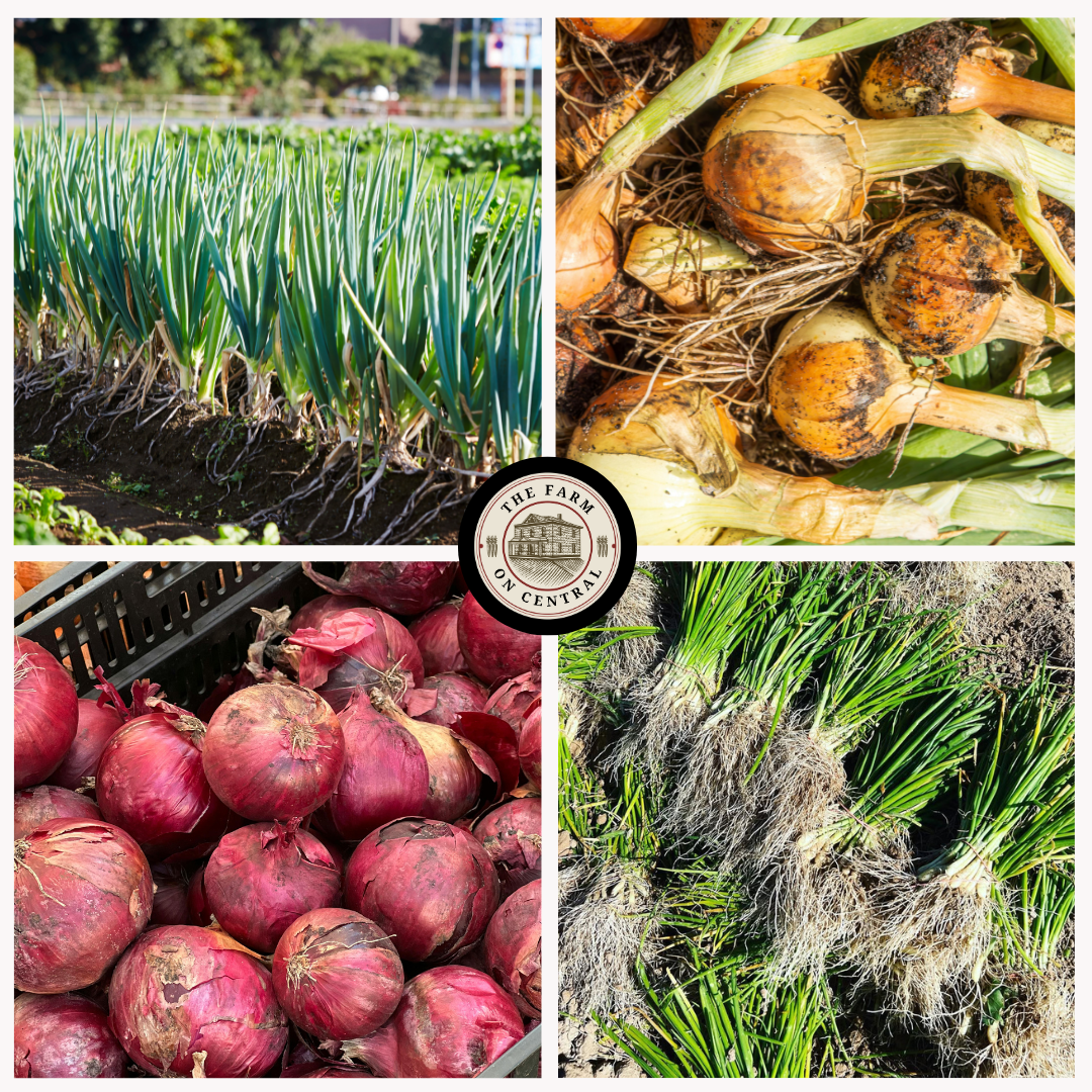 (Intermediate - Long Day) Cabernet Onion Plants