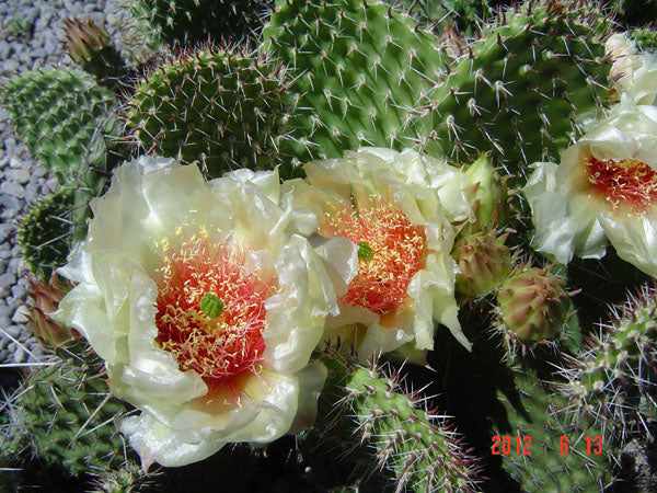 CRYSTAL TIDE PRICKLY PEAR 5gal