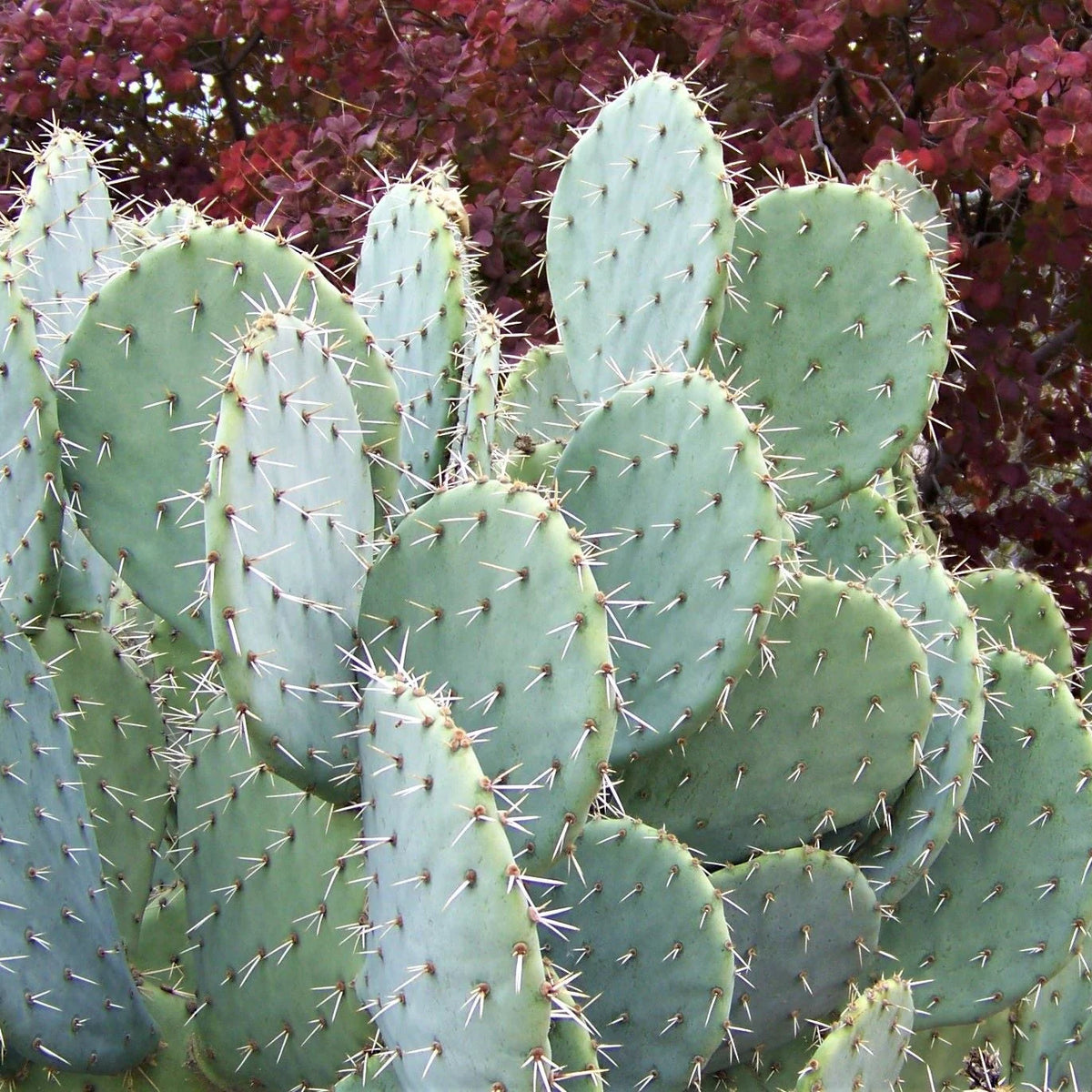 GREEN PRICKLY PEAR 3gal