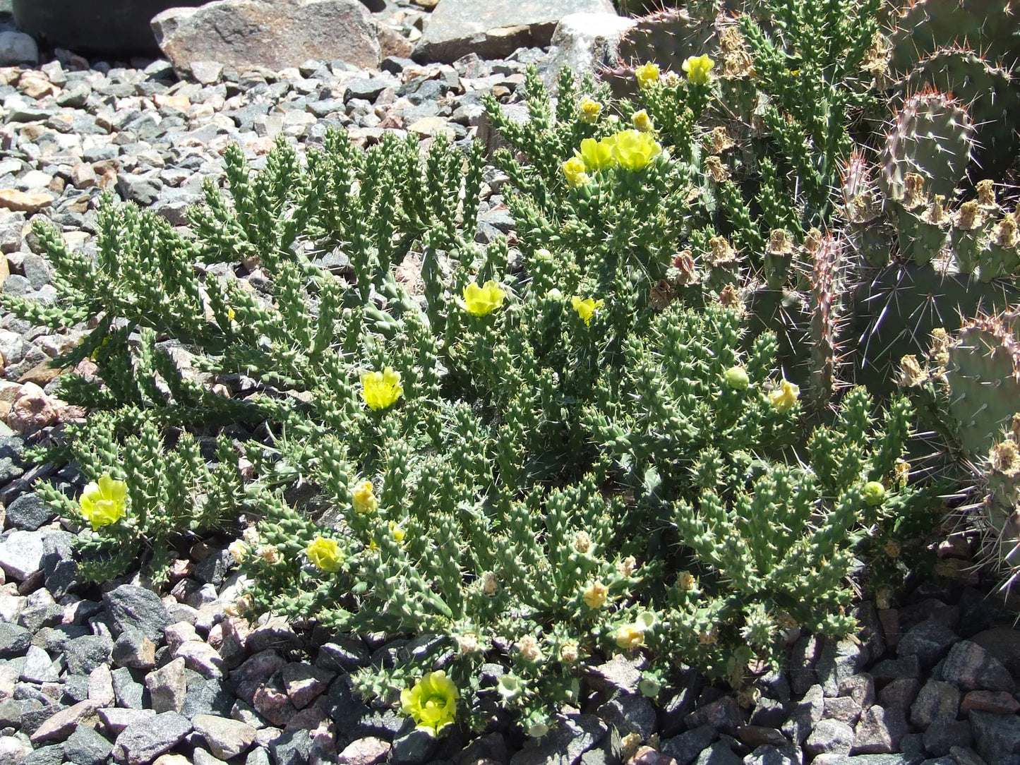 WHIPPLE CHOLLA 5gal