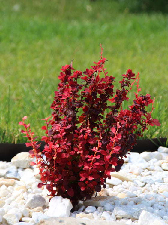 ORANGE ROCKET BARBERRY 5gal