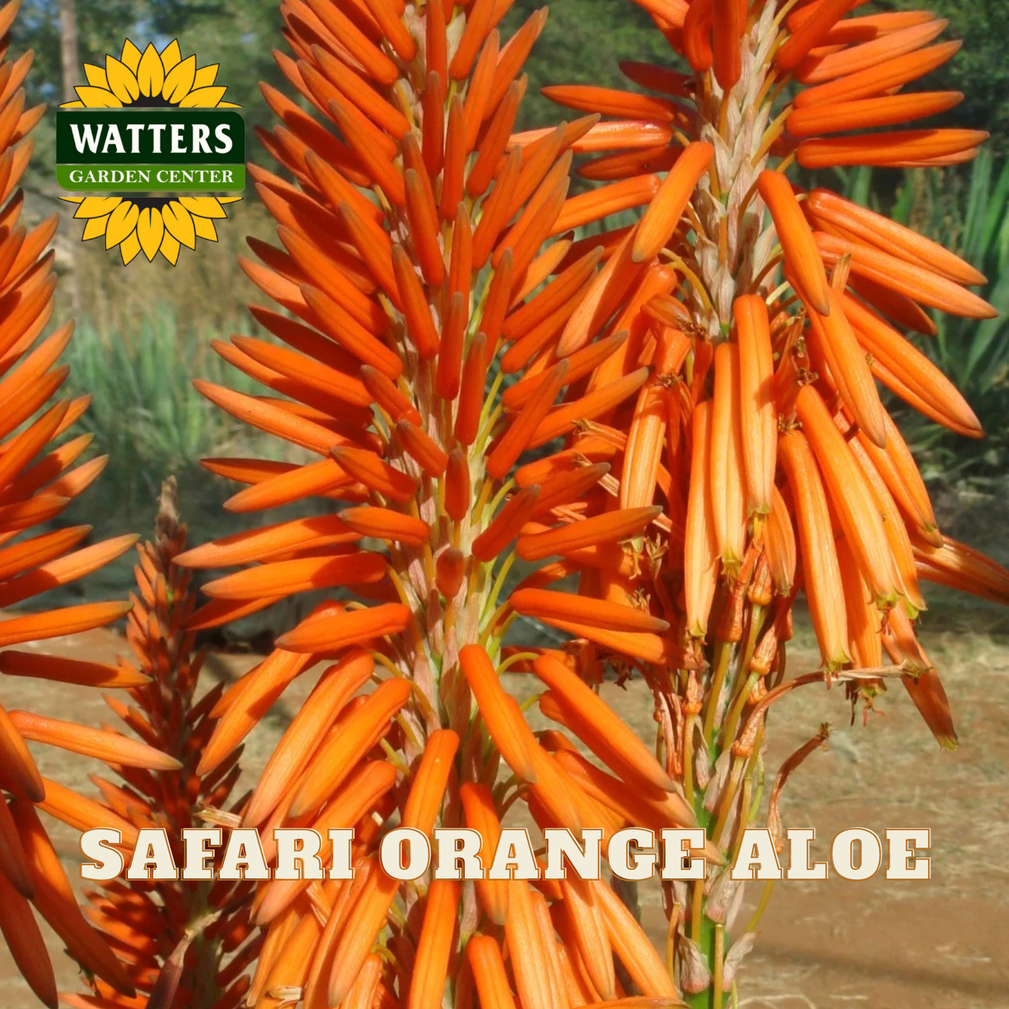 Safari Orange Aloe plant with Watters Garden Center logo