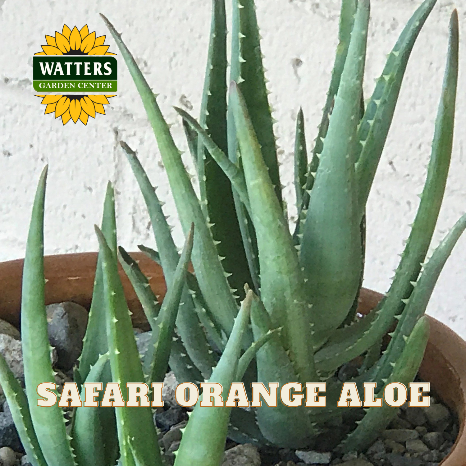Potted Safari Orange Aloe plant with Watters Garden Center logo.