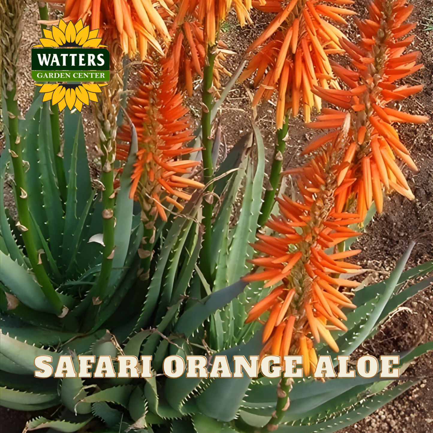 Safari Orange Aloe plant with vibrant orange flowers and green leaves, featuring Watters Garden Center logo.