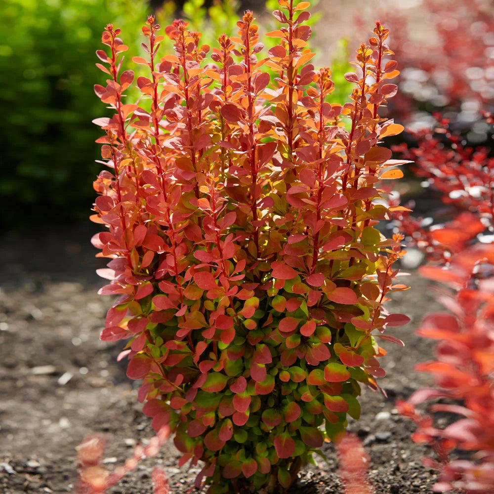ORANGE ROCKET BARBERRY 3gal