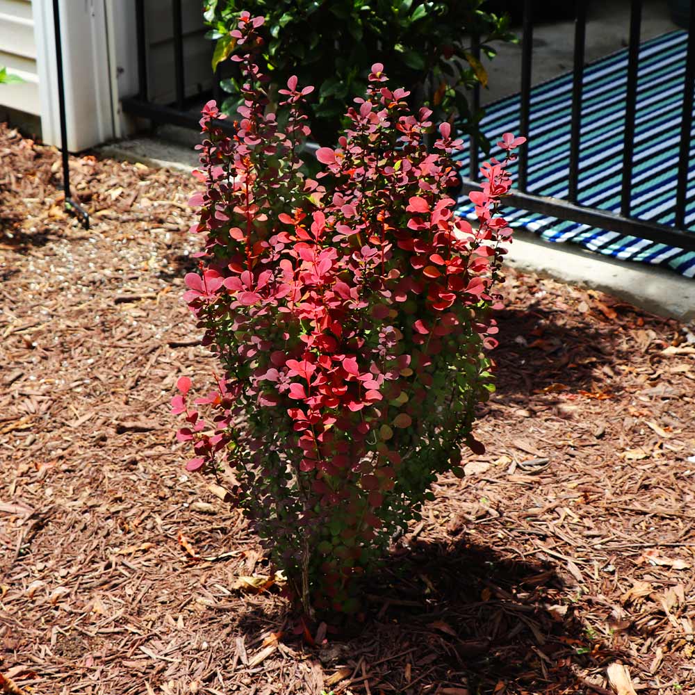 ORANGE ROCKET BARBERRY 5gal