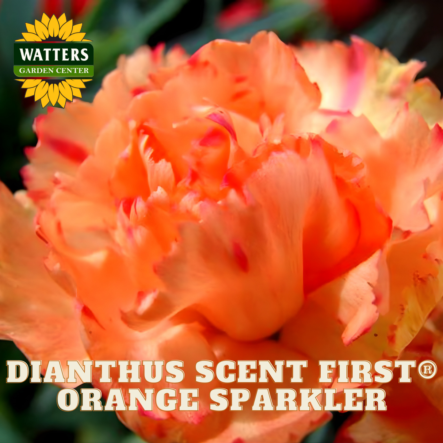 Close-up of an orange carnation with 'Watters Garden Center' logo and product name text.