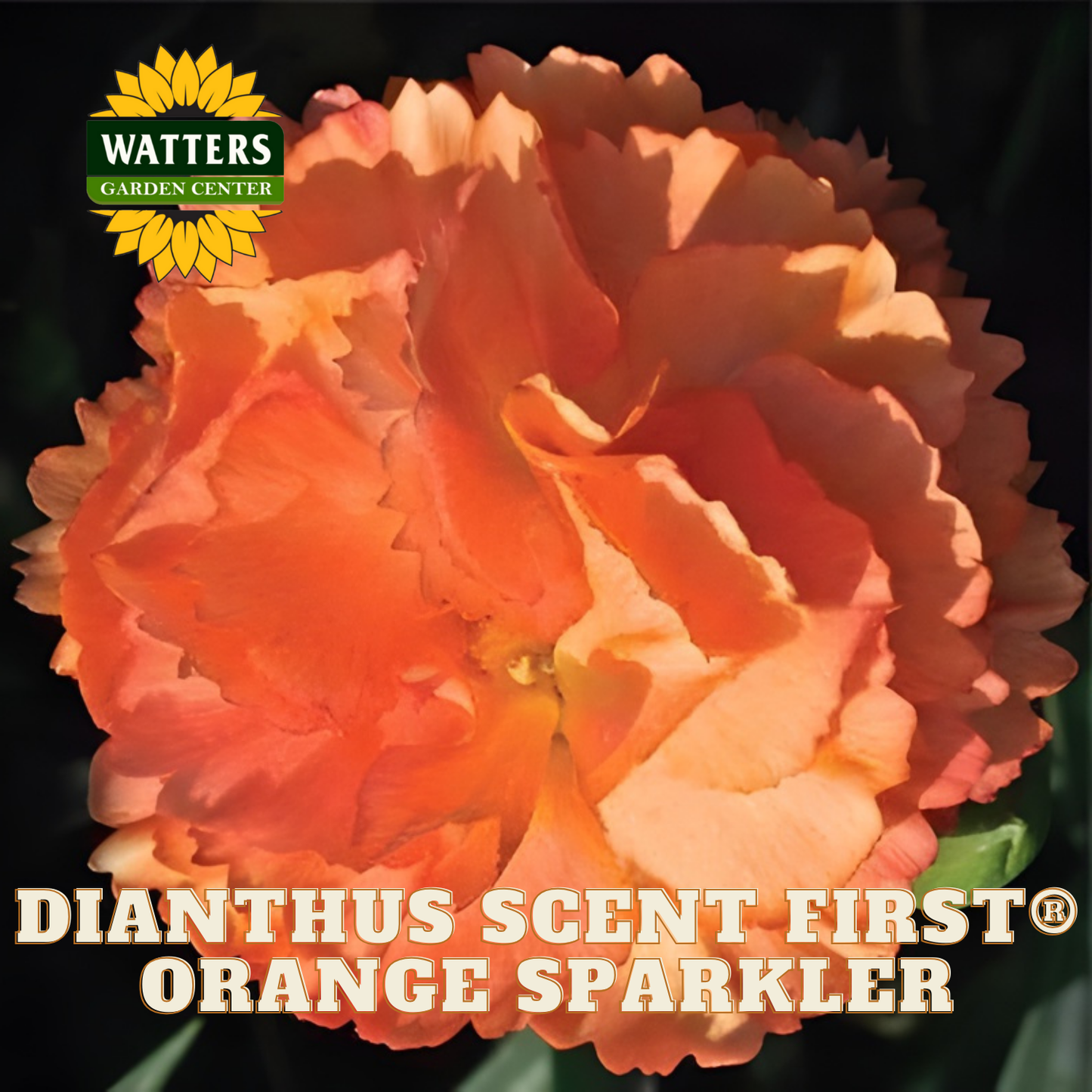Orange carnation with 'Watters Garden Center' logo and product name text.
