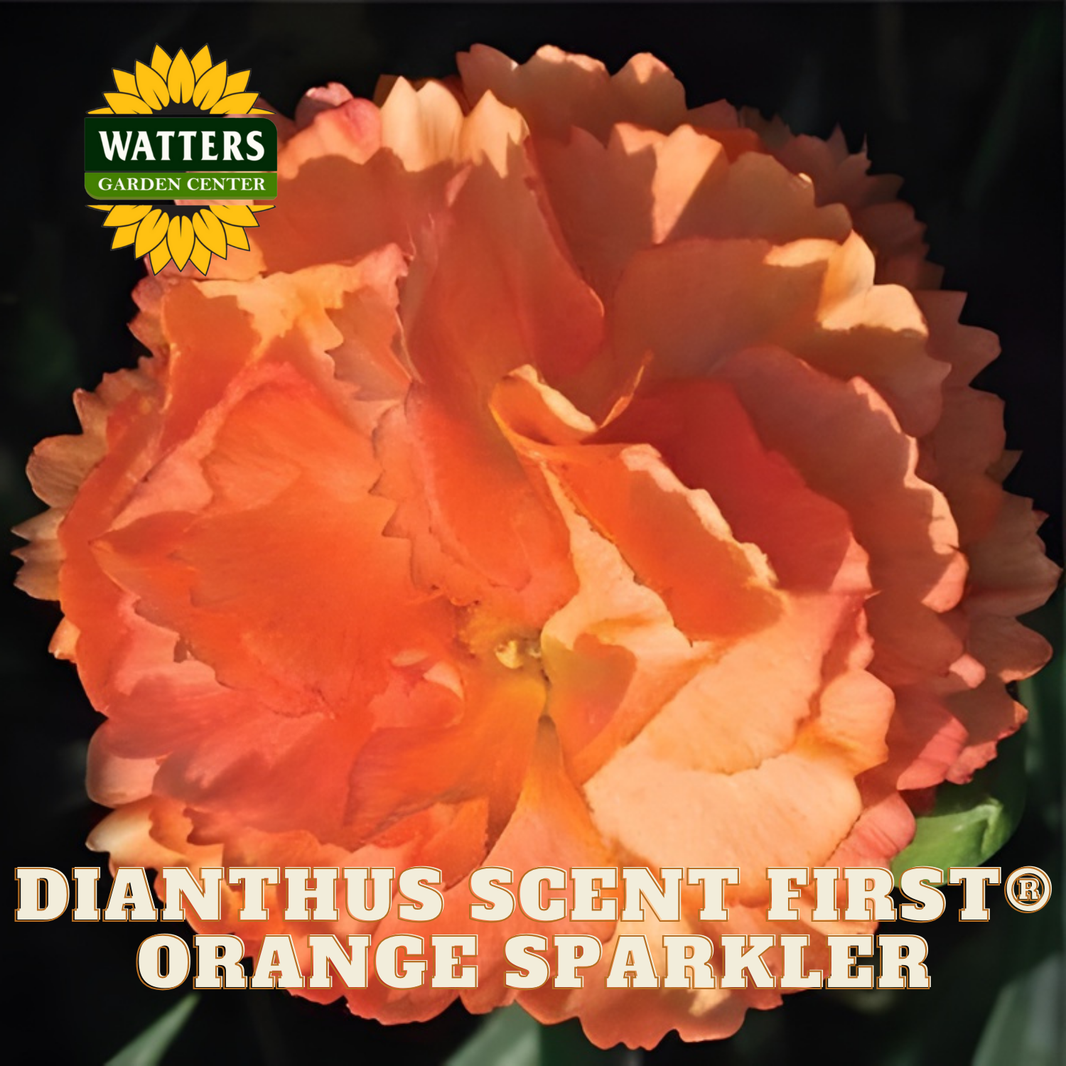 Orange carnation with 'Watters Garden Center' logo and product name text.