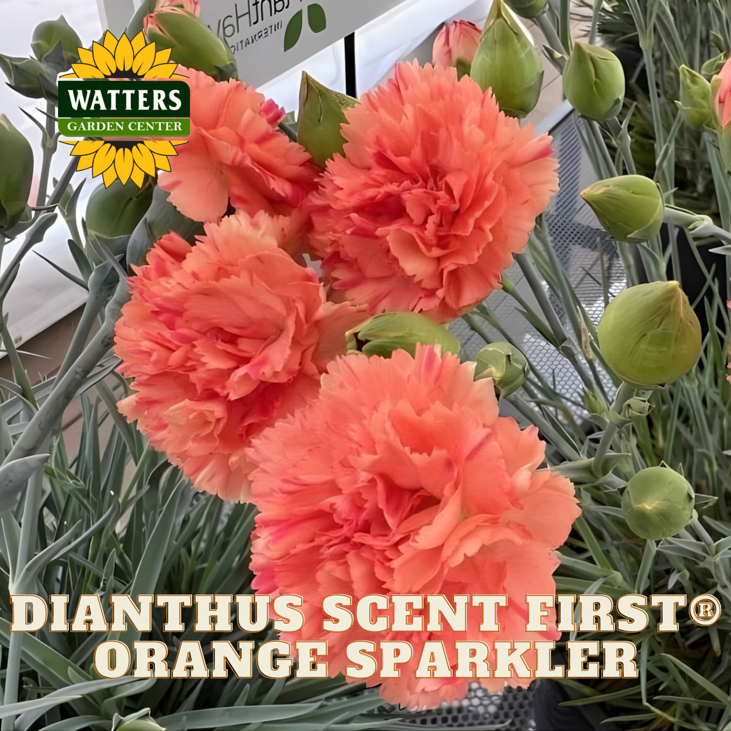Peach-colored carnations with green leaves and Watters Garden Center logo.