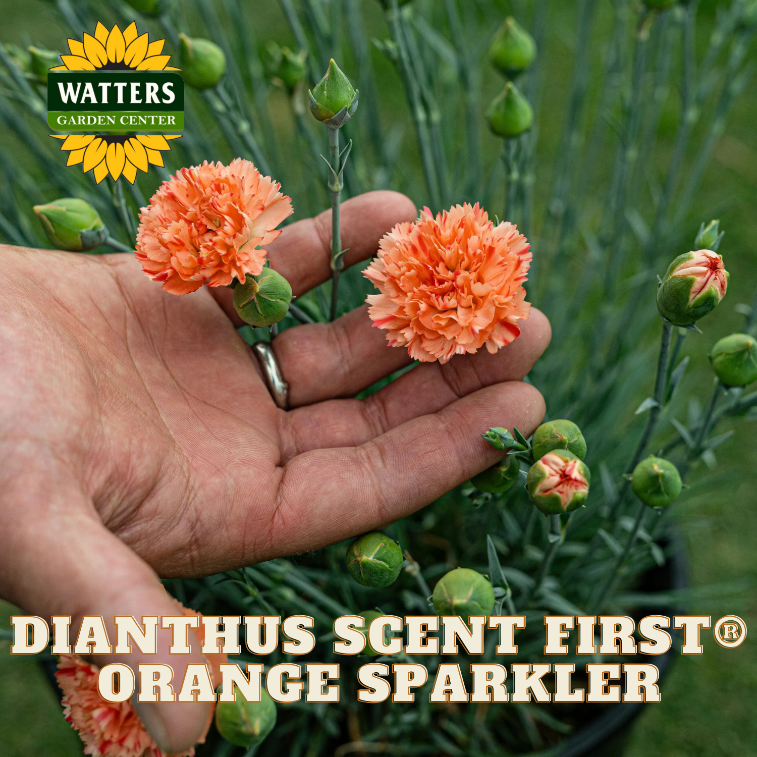 Hand holding two orange flowers with Watters Garden Center branding and 'Dianthus Scent First Orange Sparkler' text.