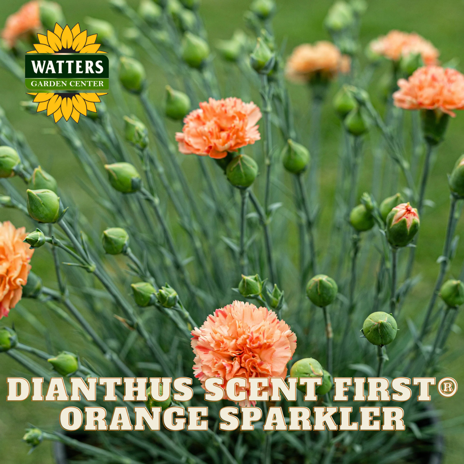 Dianthus Scent First Orange Sparkler flowers with Watters Garden Center logo.