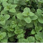 ORGANIC ITALIAN OREGANO 4in