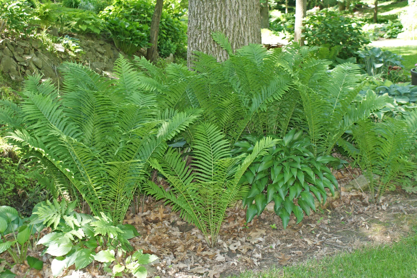Ostrich Fern (Matteuccia struthiopteris 'Ostrich') - 1 gallon