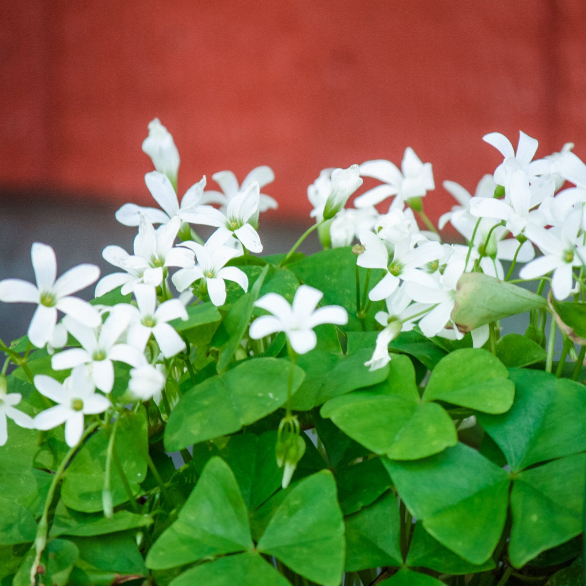 Oxalis - Triangularis and Regnellii Collection
