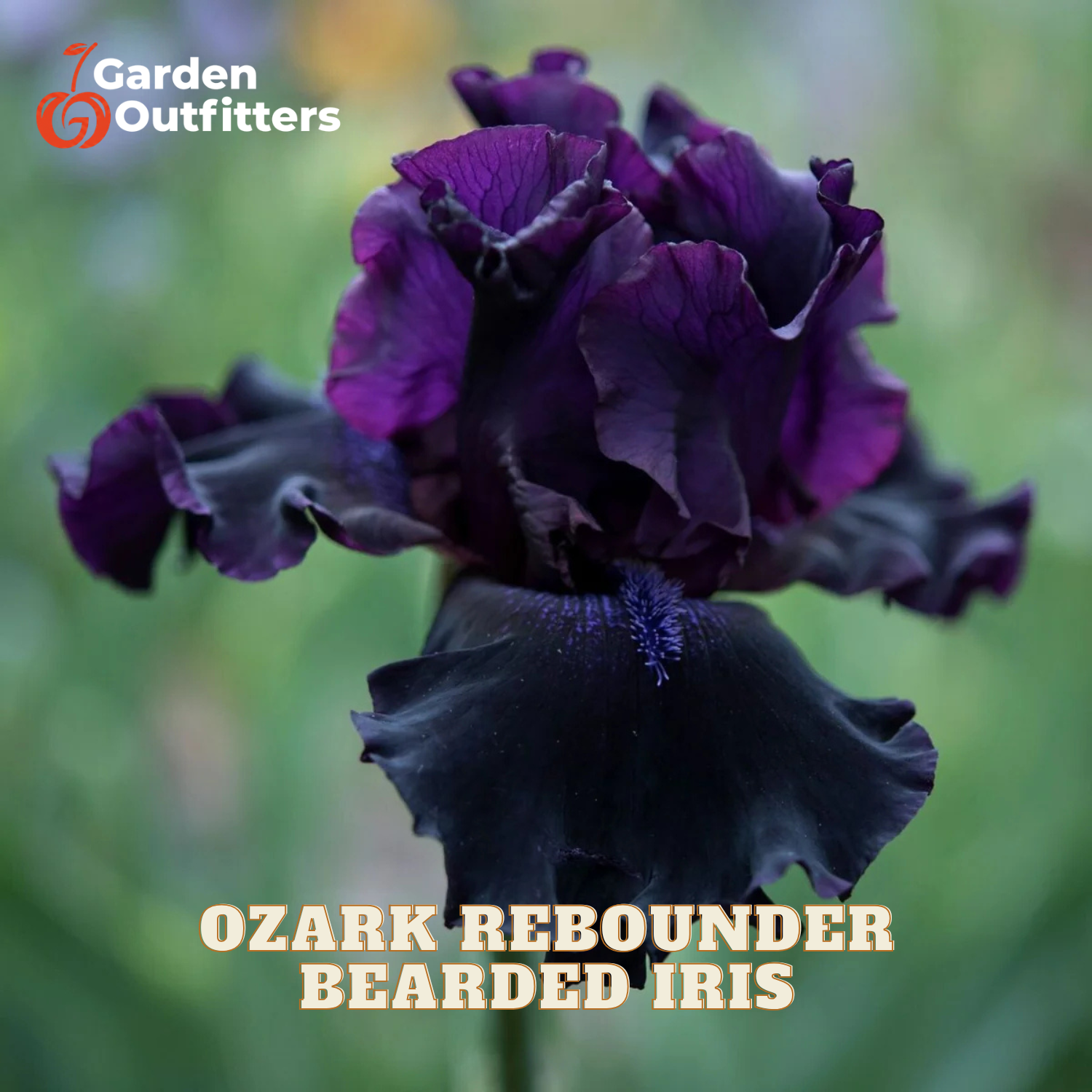 A close-up of a dark purple and black bearded iris flower with the text 'Ozark Rebounder Bearded Iris' and a Garden Outfitters logo, set against a blurred green garden background.