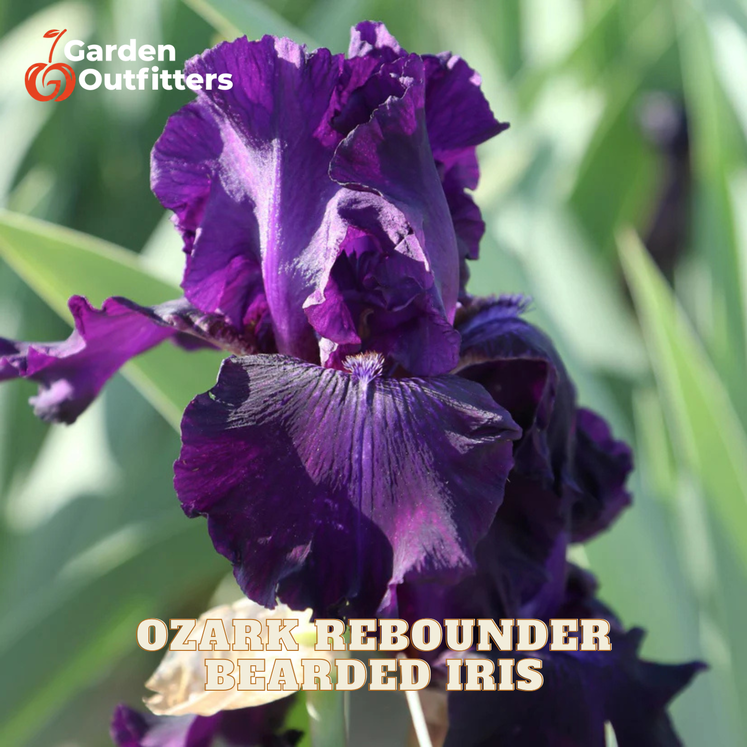 A close-up of a deep purple bearded iris flower with ruffled petals, set against a blurred green foliage background. Text overlays read 'Garden Outfitters' and 'OZARK REBOUNDER BEARDED IRIS'.