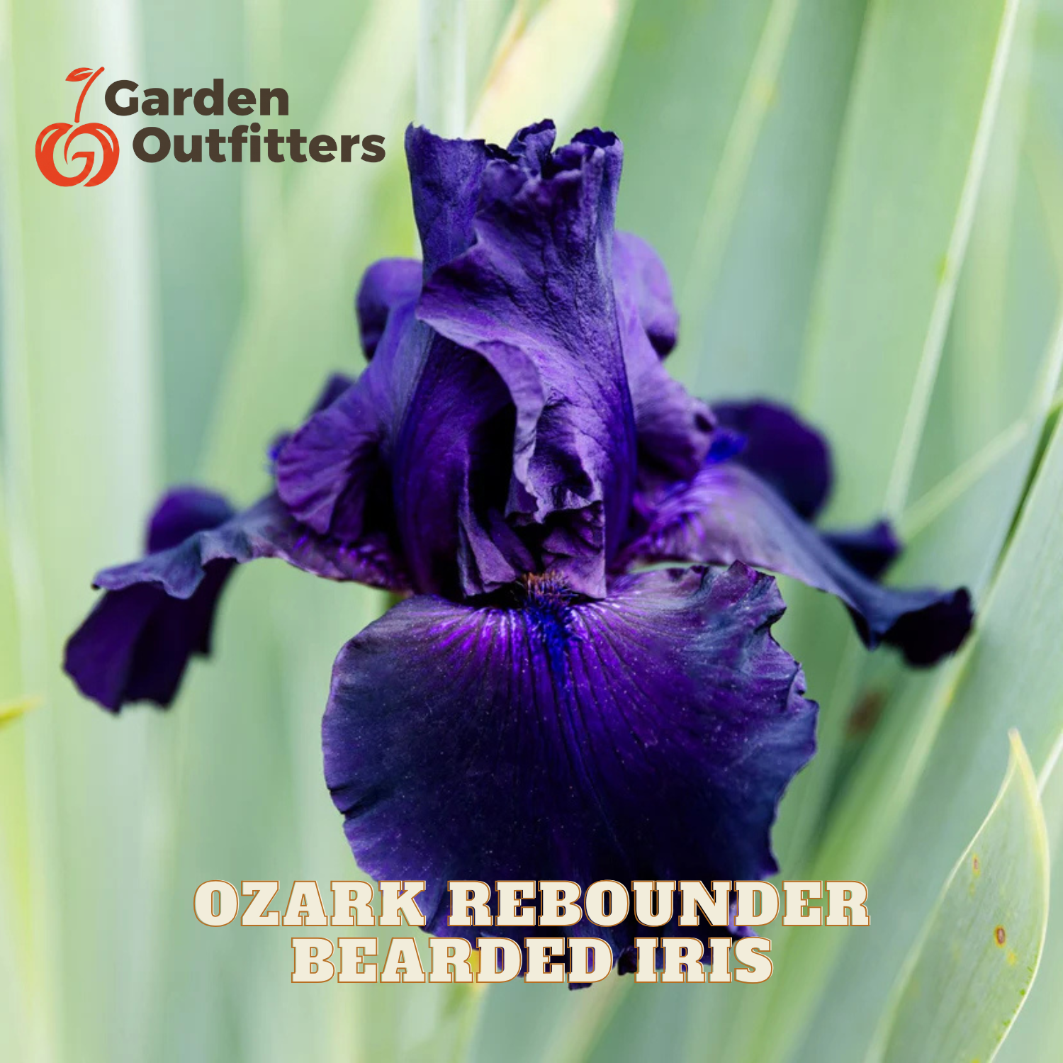 A close-up of a deep purple bearded iris flower with green leaves in the background. The text 'Garden Outfitters' appears in the top-left corner, and 'OZARK REBOUNDER BEARDED IRIS' is written at the bottom.