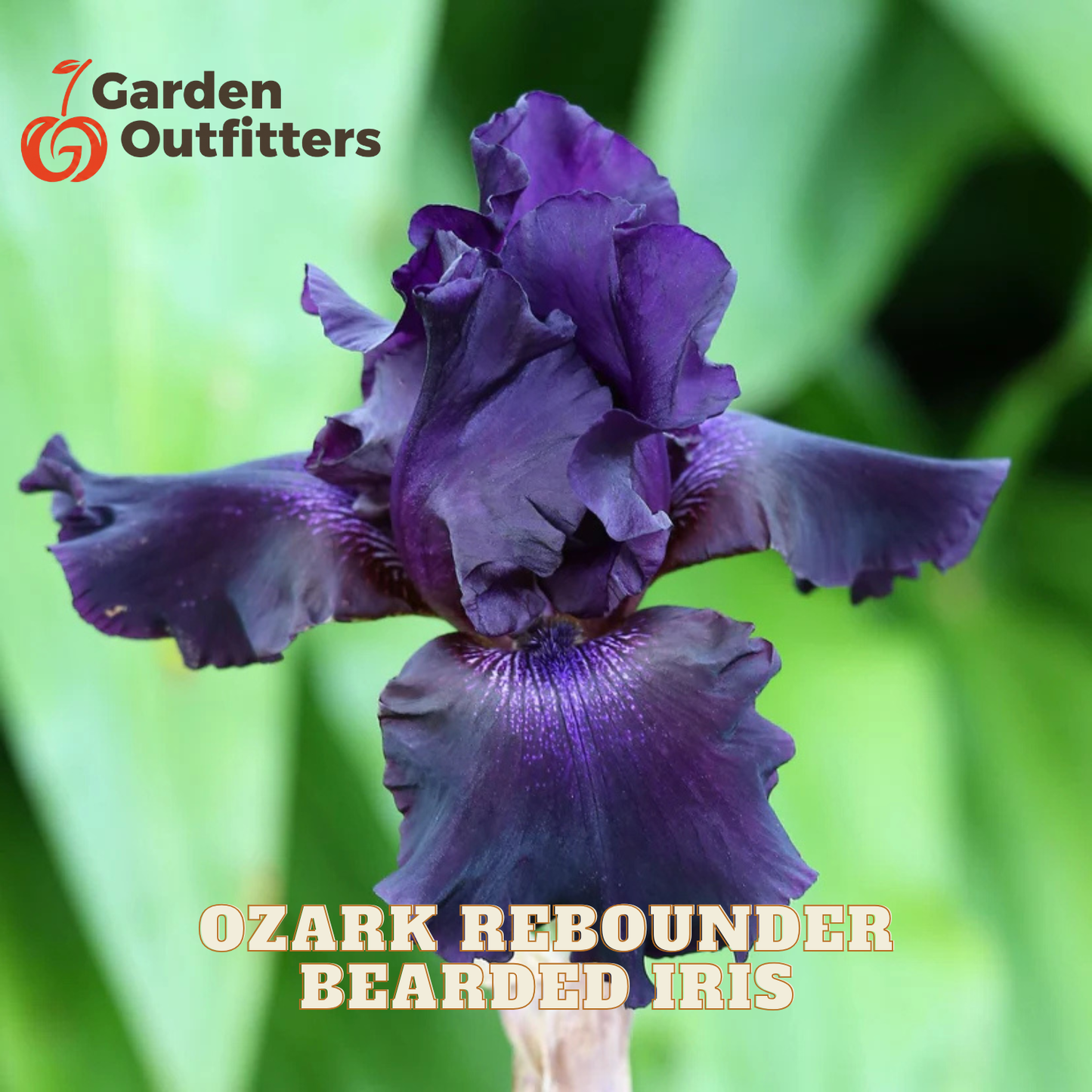 A single dark purple bearded iris flower centered against a blurred green foliage background, with the Garden Outfitters logo in the top left and the text 'OZARK REBOUNDER BEARDED IRIS' at the bottom.