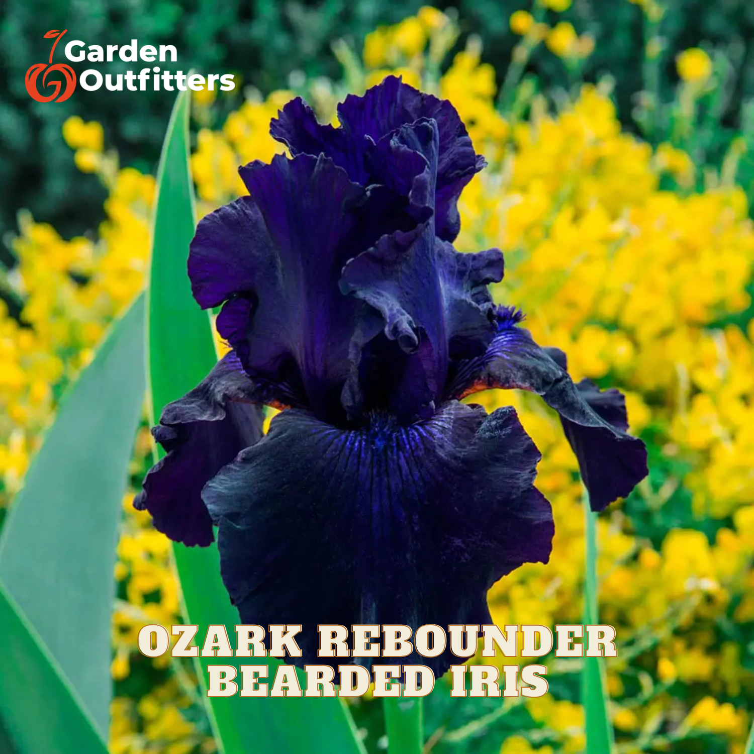 A dark purple bearded iris flower in full bloom with green leaves, set against a blurred background of bright yellow flowers. The text 'OZARK REBOUNDER BEARDED IRIS' is displayed at the bottom, and the 'Garden Outfitters' logo is in the top-left corner.