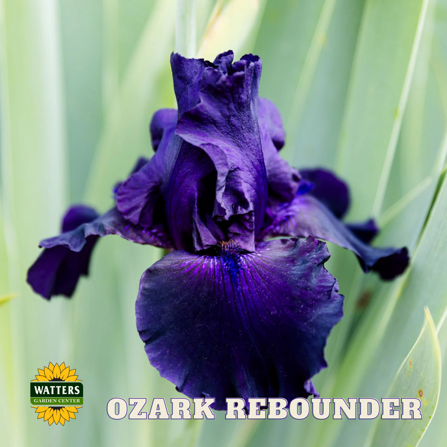 Ozark Rebounder Bearded Iris - Reblooming