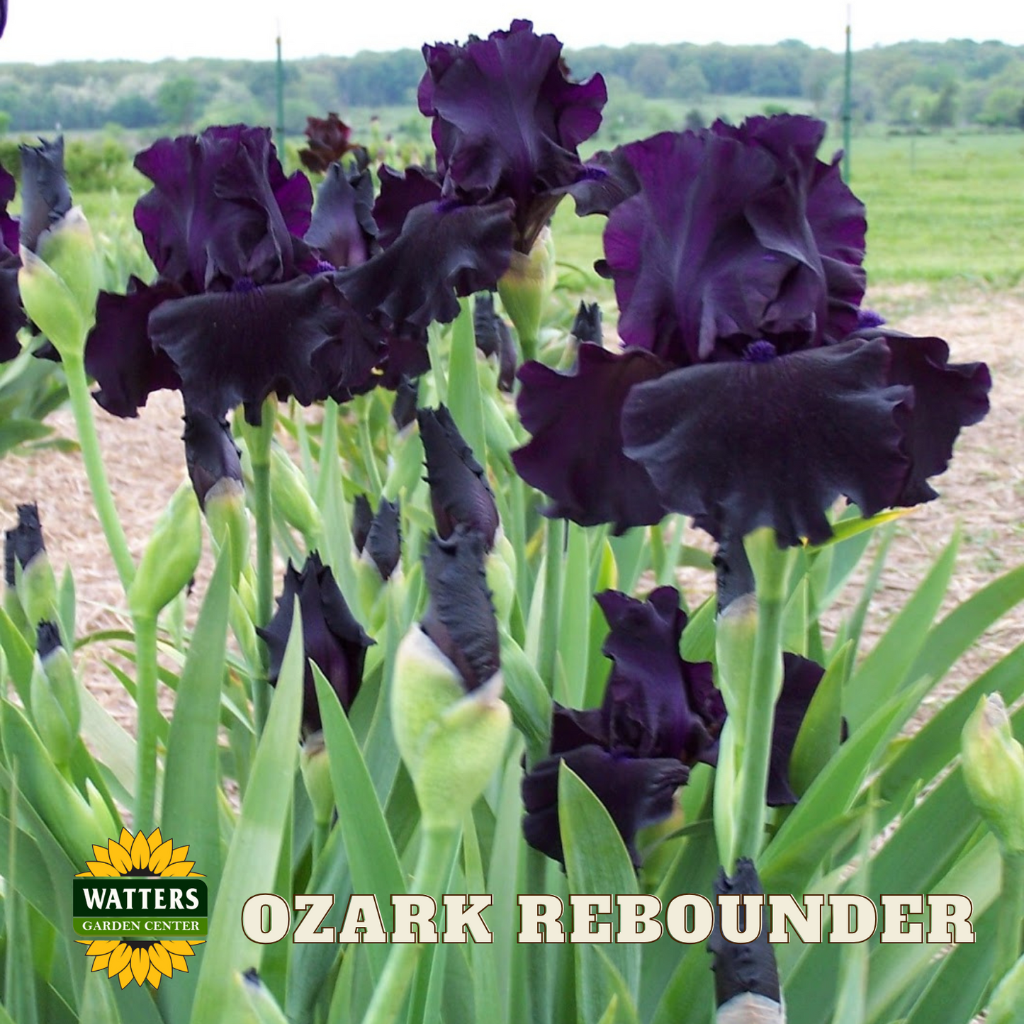 Ozark Rebounder Bearded Iris - Reblooming