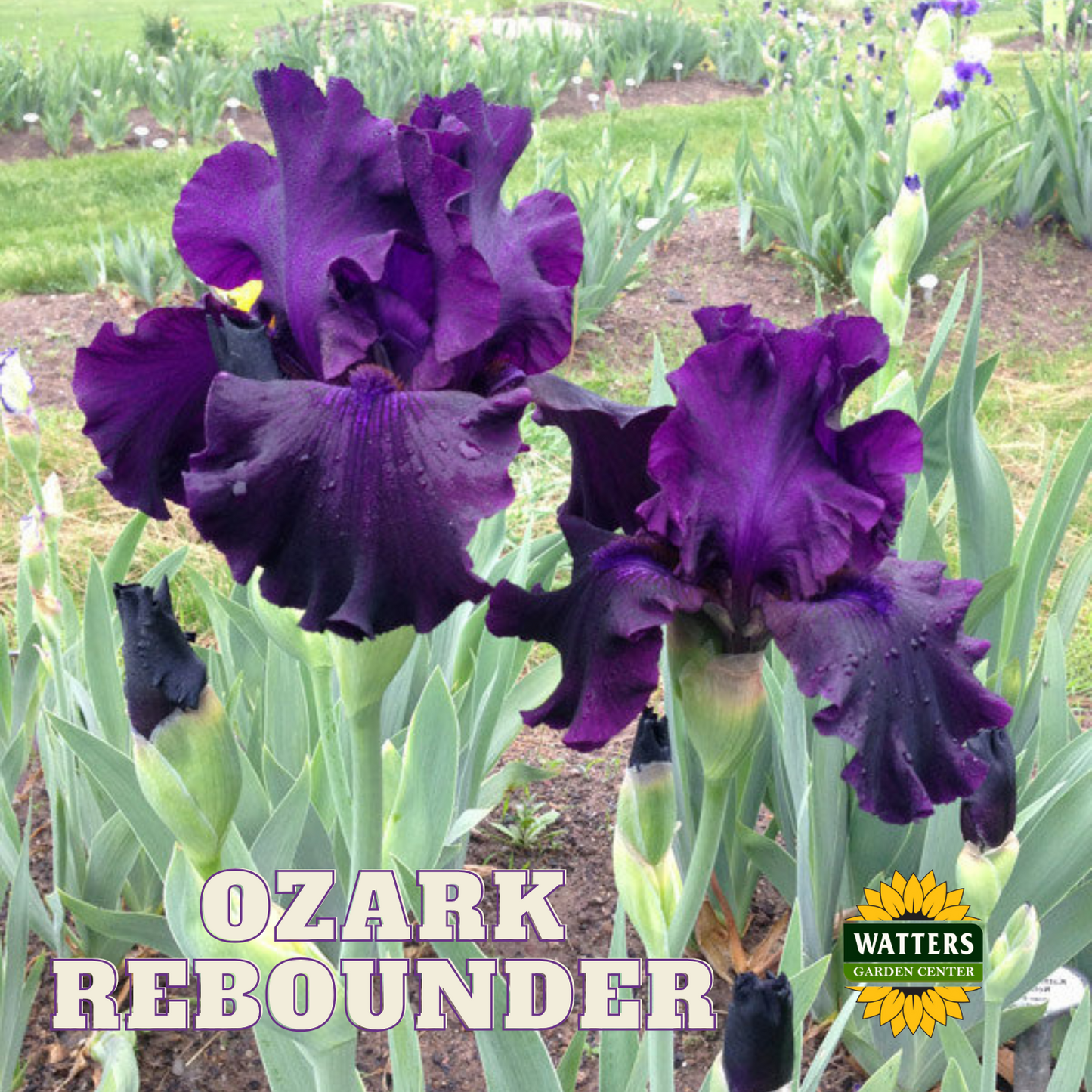Ozark Rebounder Bearded Iris - Reblooming