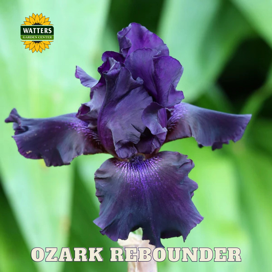 Ozark Rebounder Bearded Iris - Reblooming