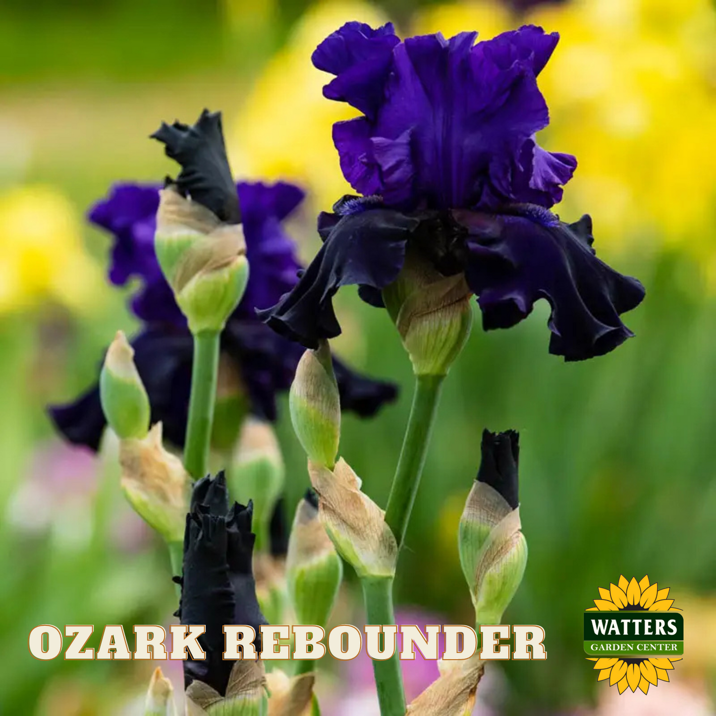 Ozark Rebounder Bearded Iris - Reblooming