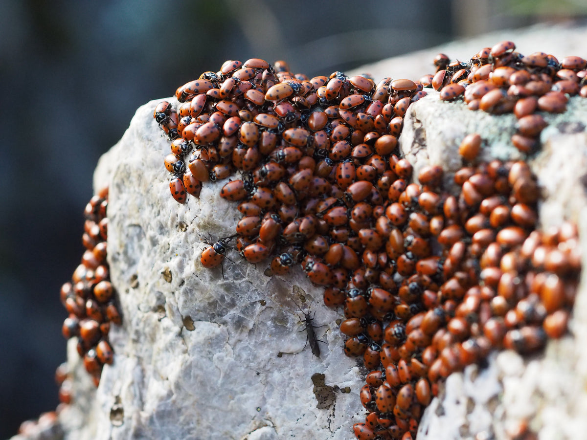 LADYBUGS