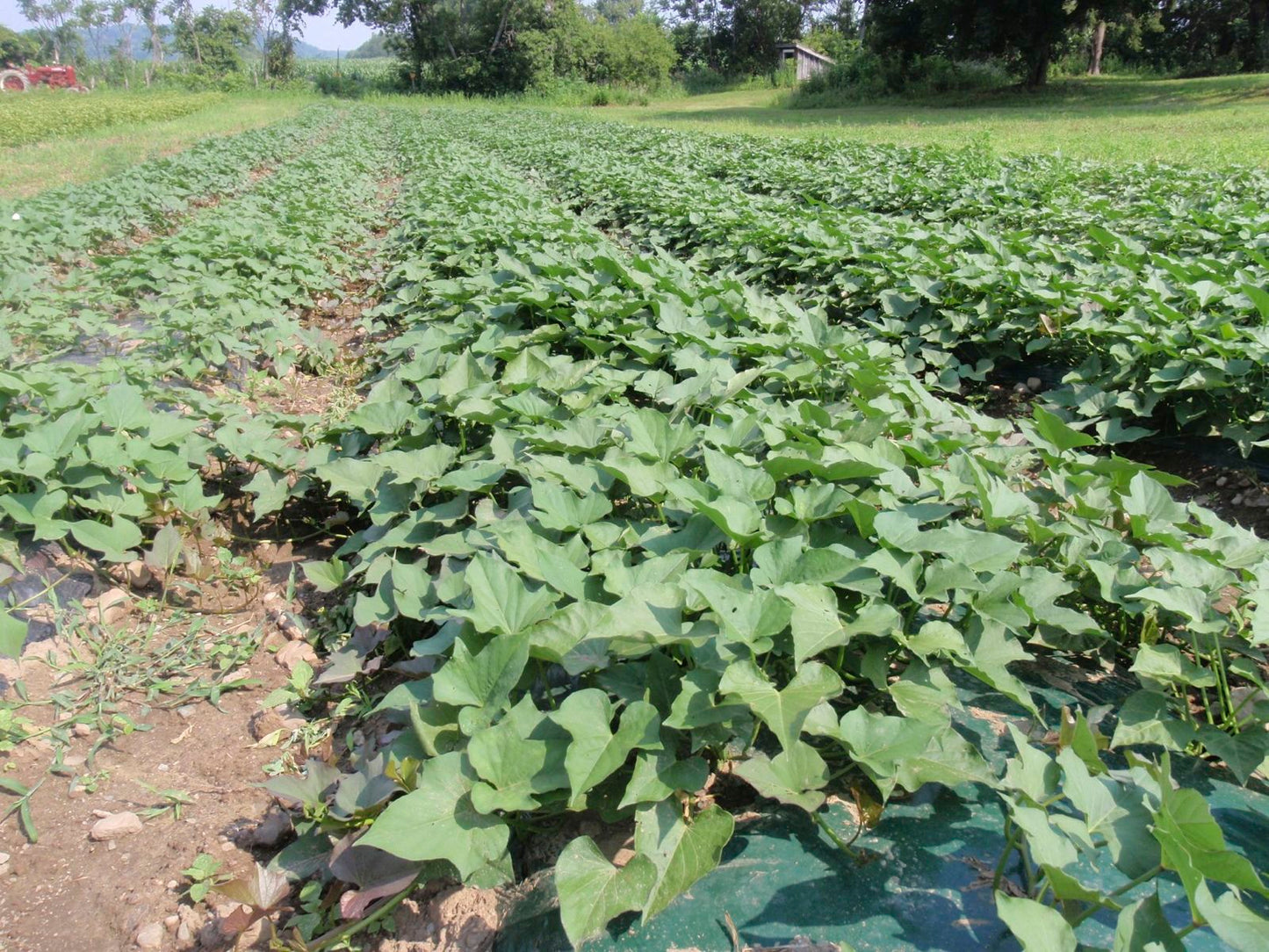 Sweet Potato Plants, White Bonita (Free Shipping)
