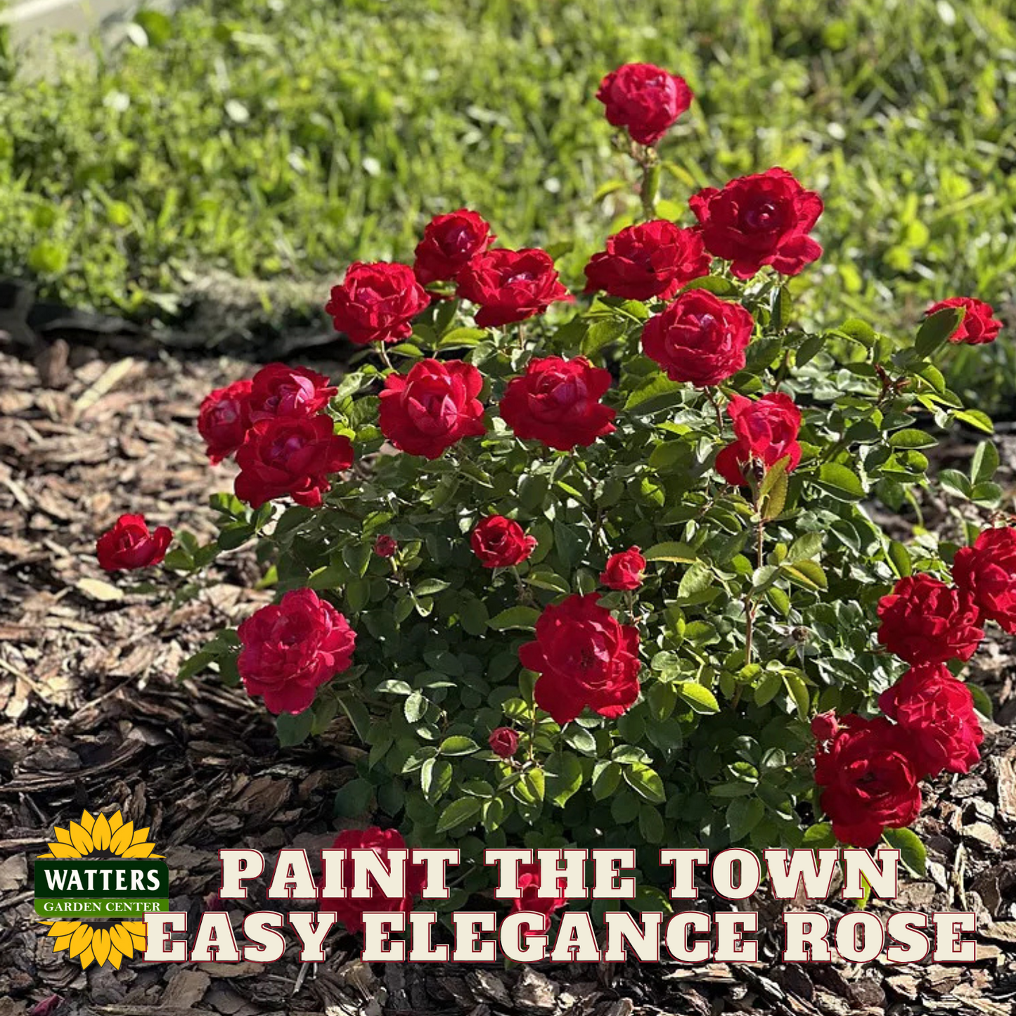 EASY ELEGANCE PAINT THE TOWN ROSE 2gal