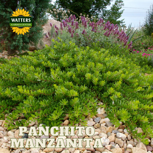 PANCHITO MANZANITA 3gal