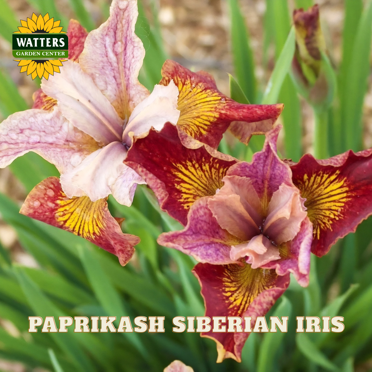 Close-up of three Siberian iris flowers with pink, burgundy, and yellow petals, green leaves, and a Watters Garden Center logo in the top left corner. Text at the bottom reads 'PAPRIKASH SIBERIAN IRIS'.