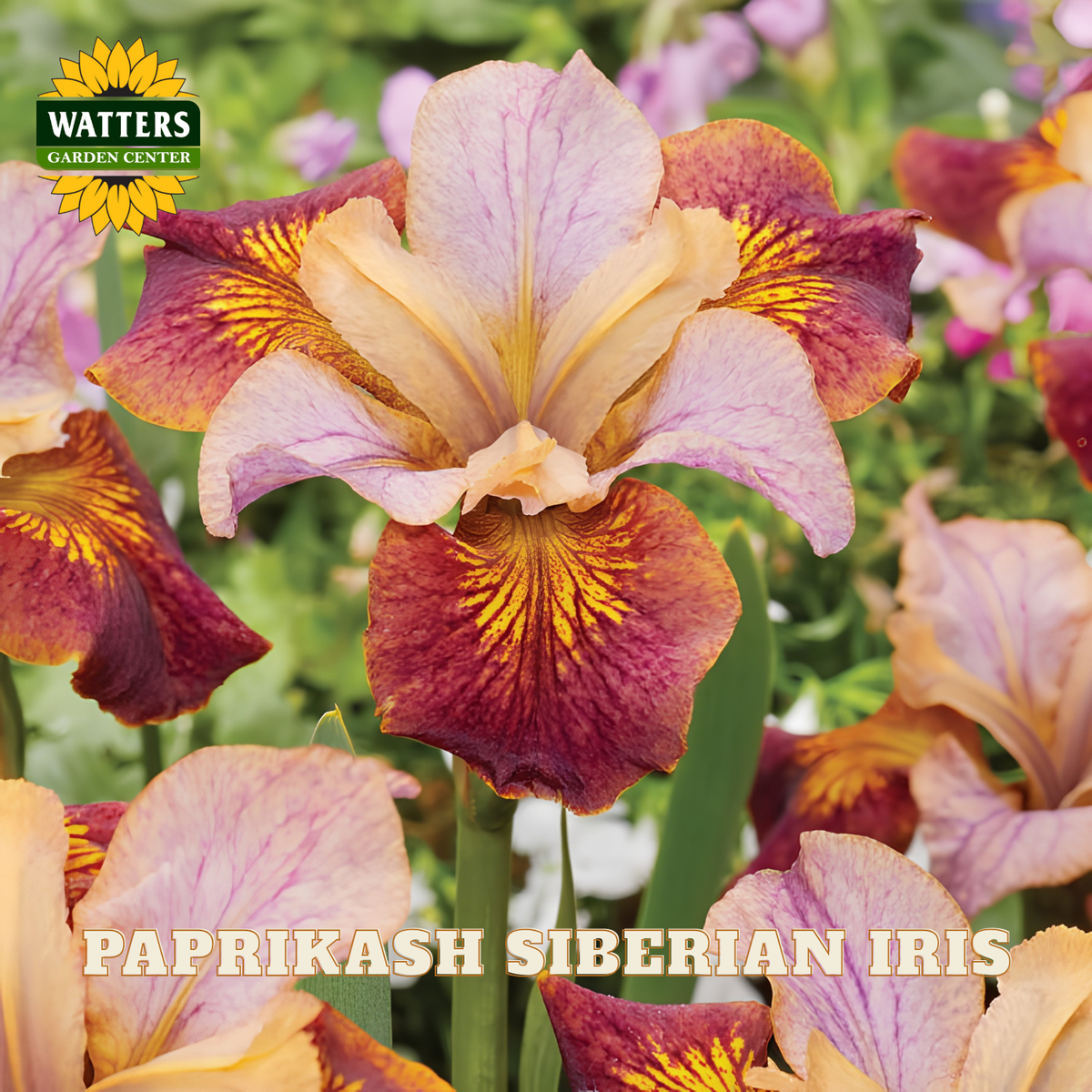 A close-up of a PapriKash Siberian Iris flower in bloom, showing peach, lavender, and deep burgundy petals with yellow streaks. The Watters Garden Center logo appears in the top-left corner, and the text 'PAPRIKASH SIBERIAN IRIS' is overlaid at the bottom.