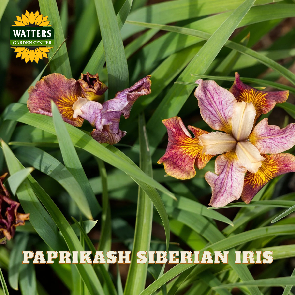 Two Siberian iris flowers with pink, purple, and cream petals among green leaves, with the text 'PAPRIKASH SIBERIAN IRIS' and a 'WATTERS GARDEN CENTER' logo.