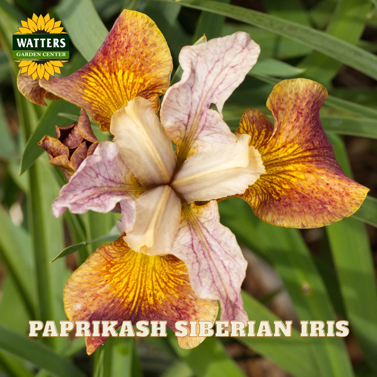 A close-up of a Papriakash Siberian Iris flower with cream, yellow, and reddish-brown petals, shown among green leaves. The Watters Garden Center logo is visible in the top left, and the text 'PAPRIKASH SIBERIAN IRIS' is at the bottom.