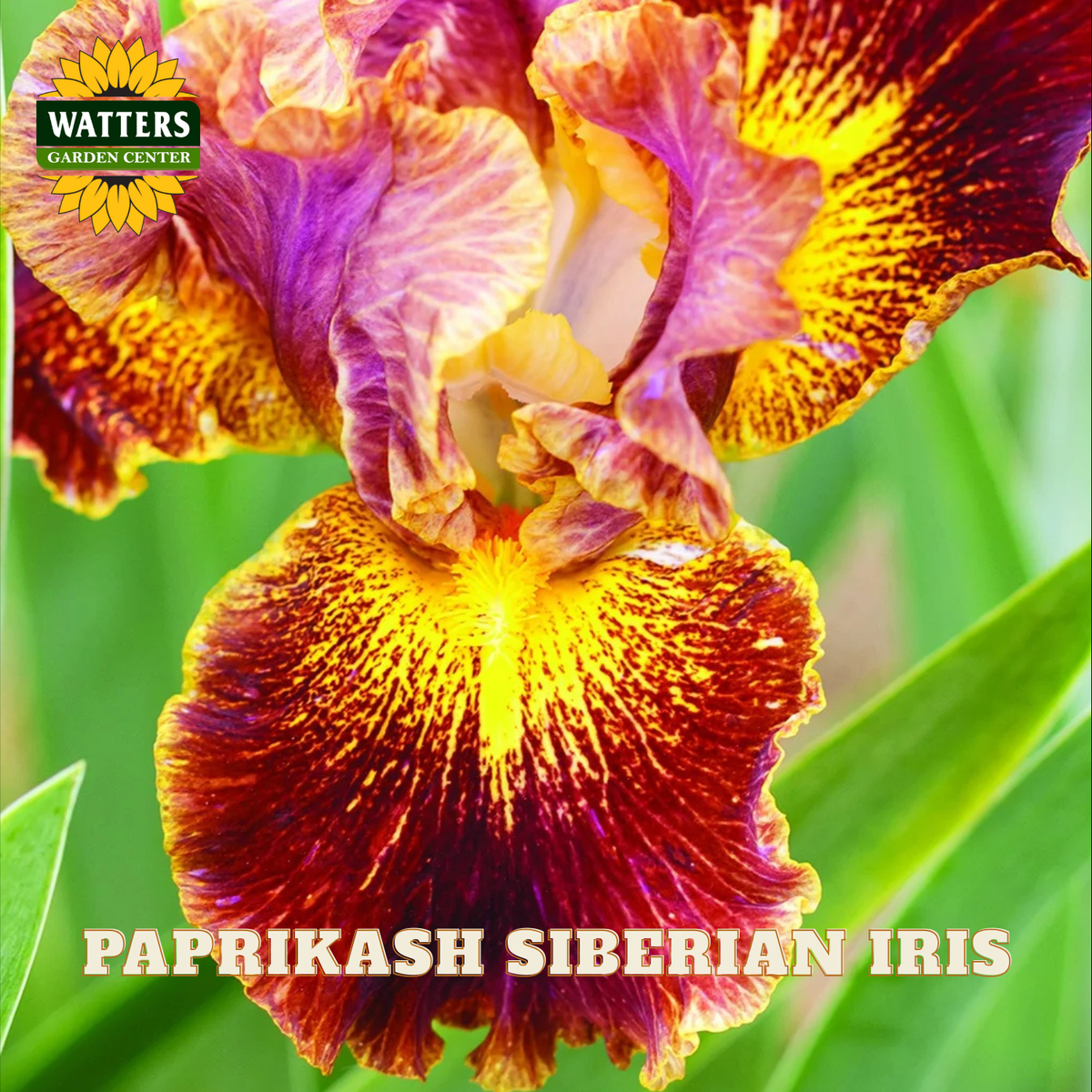 A close-up of a Paprikash Siberian Iris flower with rich purple, yellow, and red-orange markings, set against a background of green leaves. The Watters Garden Center logo is visible in the top left corner, and the text 'PAPRIKASH SIBERIAN IRIS' is written at the bottom.
