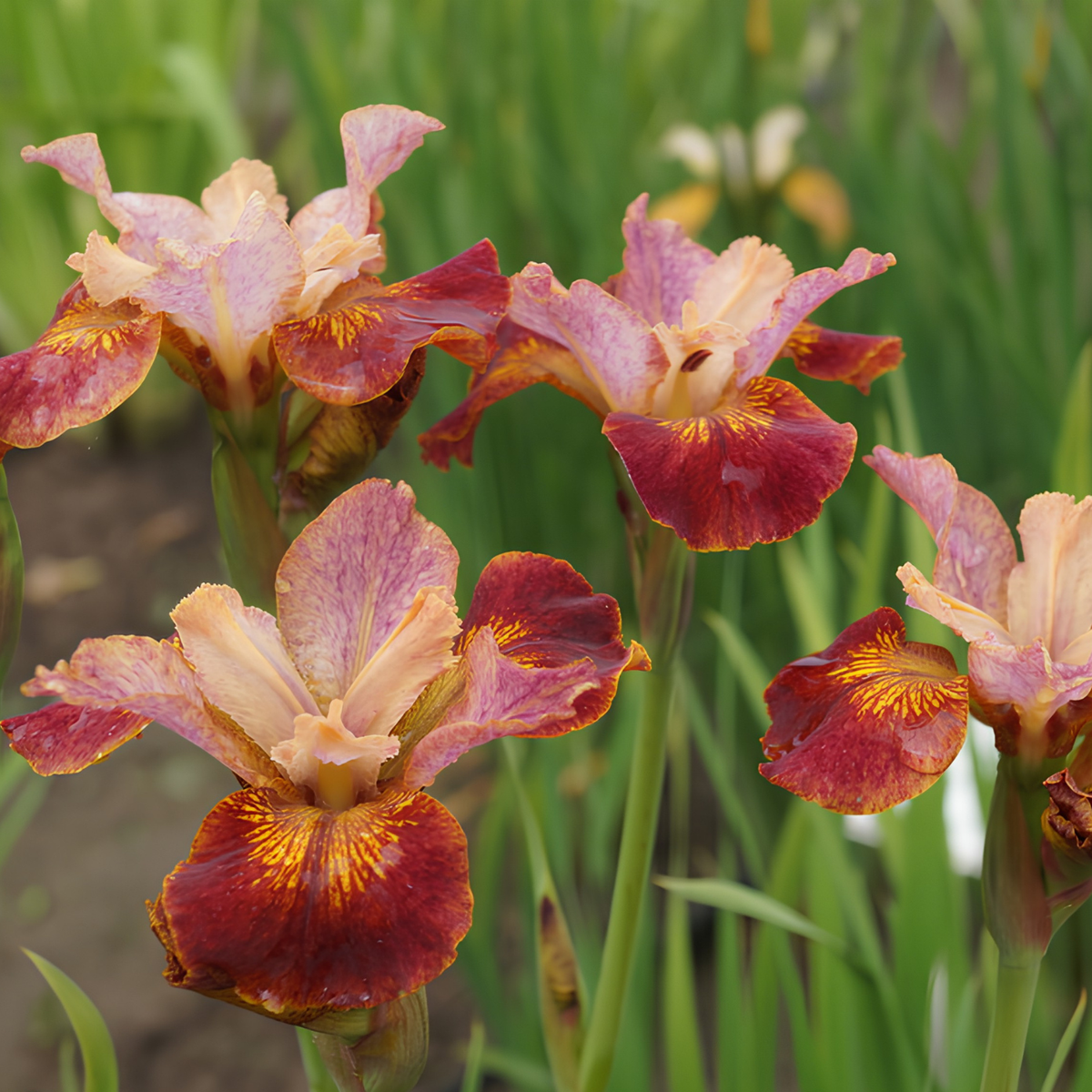 Close-up of several ornamental iris flowers with ruffled petals in shades of burgundy, peach, and yellow, growing among green foliage in a garden setting.