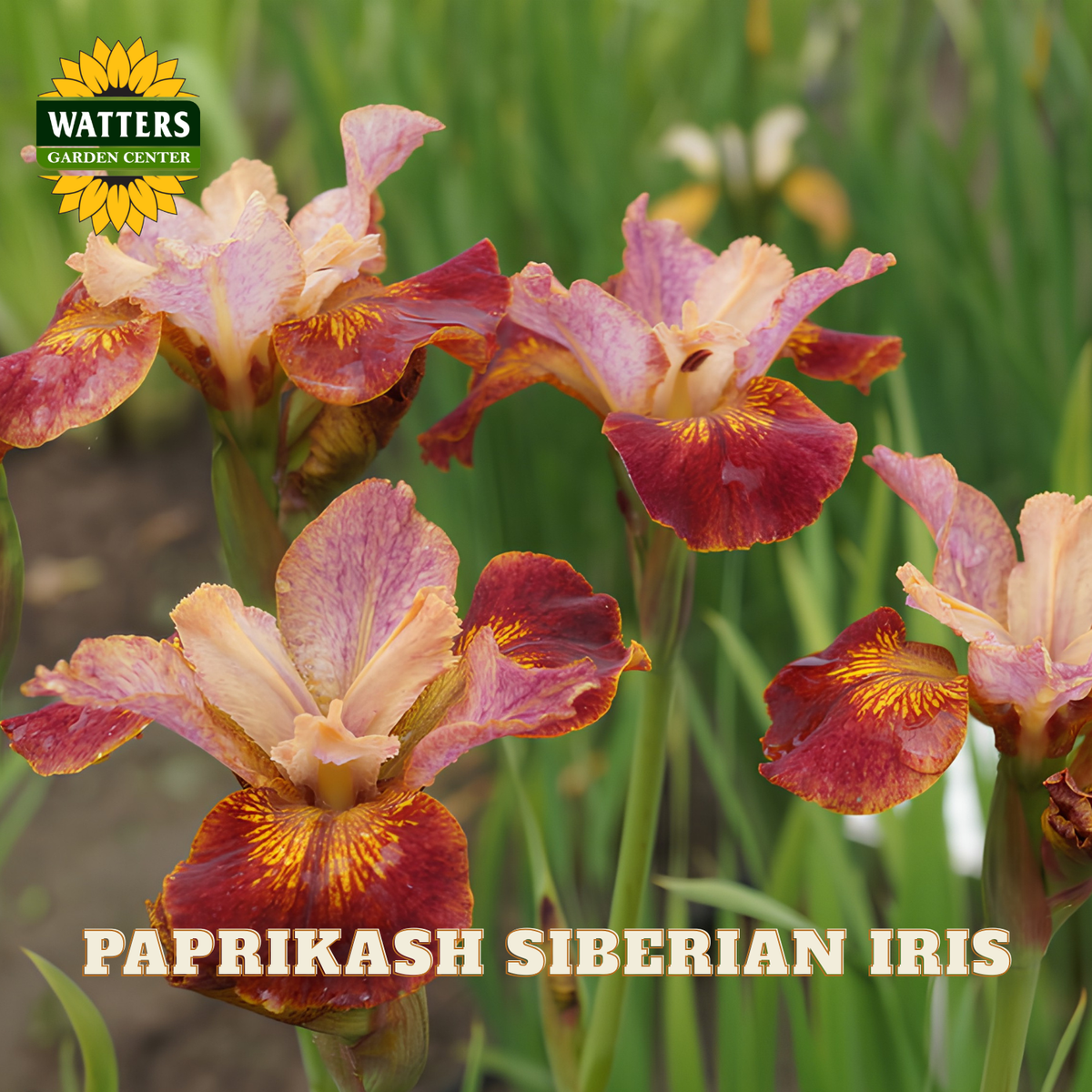 Paprikash Siberian Iris flowers blooming in a garden setting, featuring ruffled petals in shades of maroon, burgundy, and pale peach with yellow-orange centers. The Watters Garden Center logo is visible in the top left, and the text 'PAPRIKASH SIBERIAN IRIS' is written at the bottom.