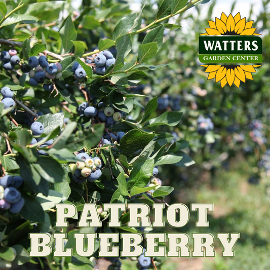 PATRIOT BLUEBERRY 1gal