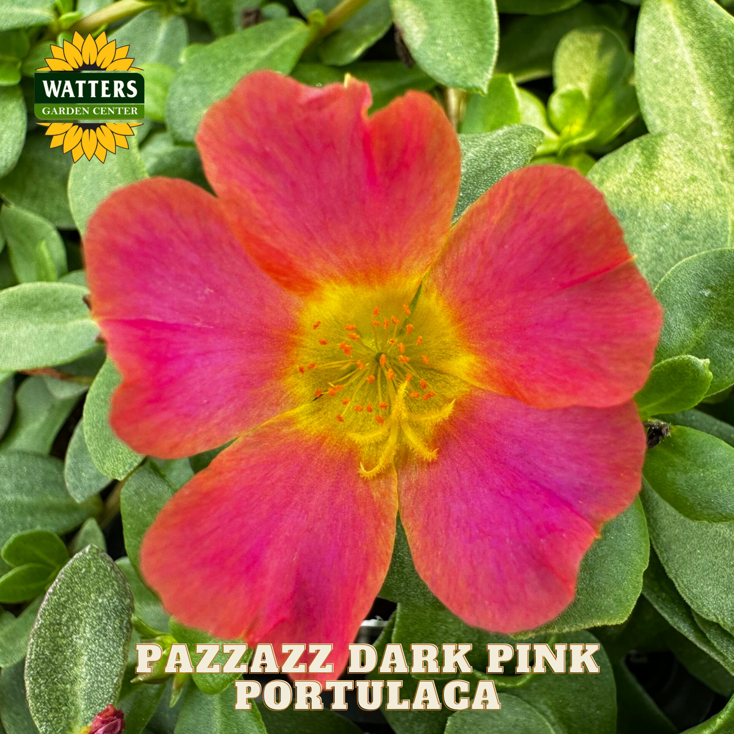 Pazzazz Dark Pink Portulaca flower with Watters Garden Center logo